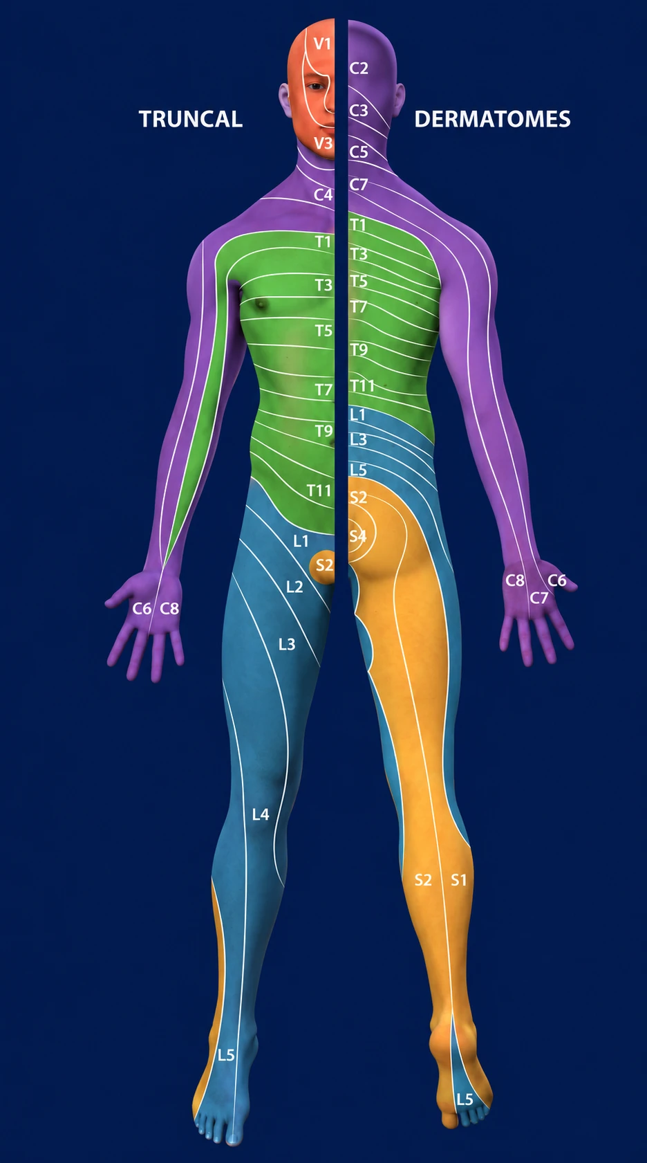 Truncal Dermatomes